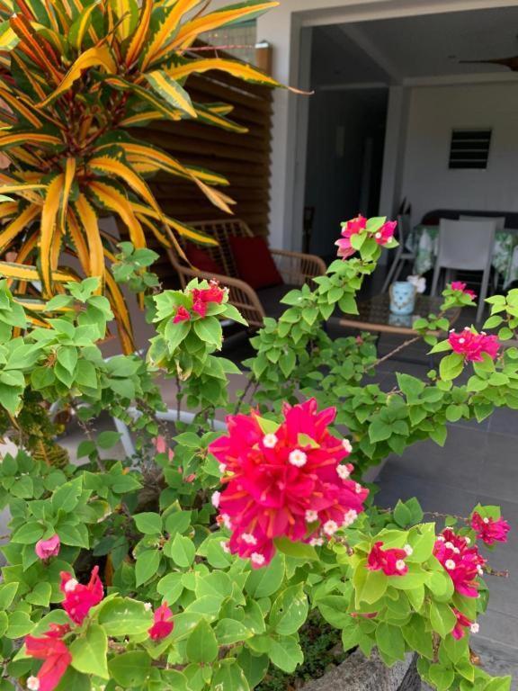 Le Tropical Appartement 1 Ou 2 Chambres Les Anses-d'Arlets Exterior photo